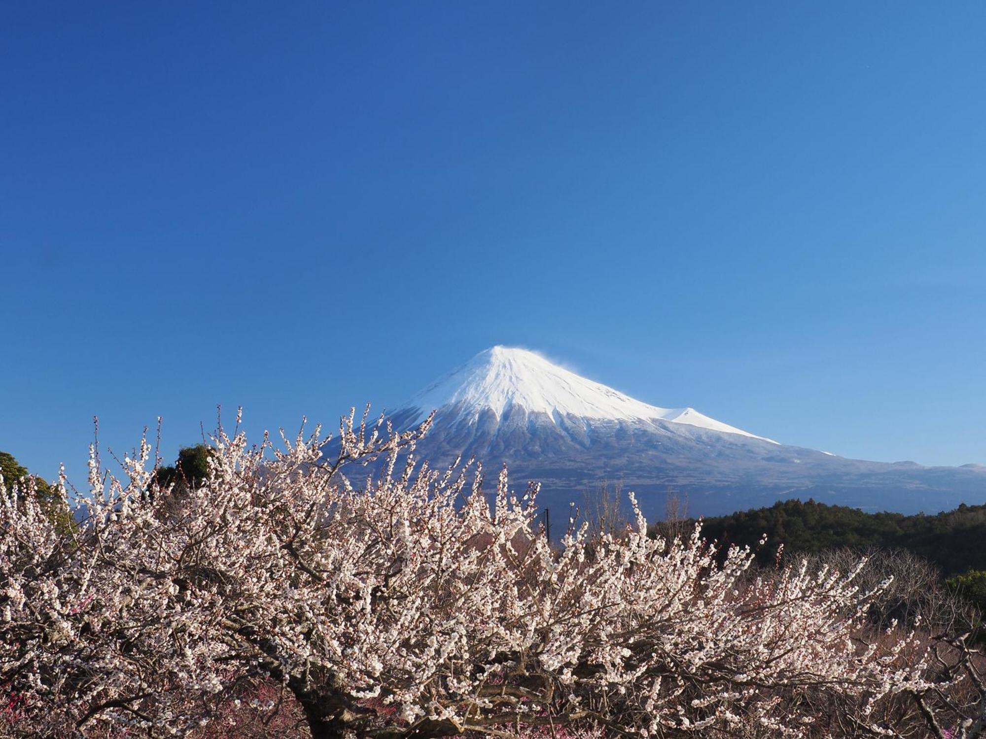 Temple Lodging Shukubo Kakurinbo Minobu Exteriör bild